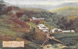 Leymastotte Tea Estate Lipton Ceylon Sri Lanka 1903c postcard - £5.04 GBP