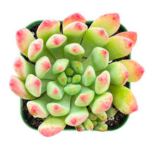 2&#39;&#39; Plant Pots Live Fresh Echeveria Blue Apple Succulent Plant Fully Rooted - £15.73 GBP