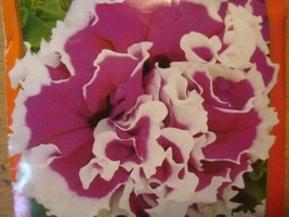 30 SEEDS DOUBLE GRANDIFLORA PIROUETTE ROSE PETUNIA FLOWER ANNUAL GROW QU... - $8.35