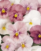 New! 35+ Pansy Panola Pink Shades Flower Seeds  /  Long Lasting Annual - £11.33 GBP