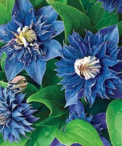 Double Blue Clematis 5 Seeds Bloom Flowers Perennial Flower Seed Fresh G... - £9.39 GBP