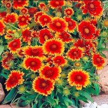 200 Blanket Flower Seeds, Native Perennial Wildflower, Easy to Grow  - $16.69