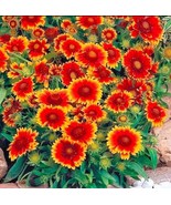 200 Blanket Flower Seeds, Native Perennial Wildflower, Easy to Grow  - $16.69