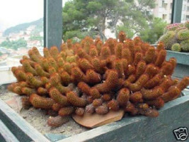 Mammillaria elongata cacti pincushion globular spiny rare cactus seed 100 SEEDS - £10.38 GBP
