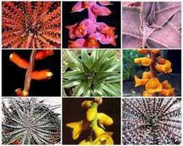 50 SEEDS Dyckia MIX exotic succulent cactus hetchia cacti xeriscaping aloe seed - £14.83 GBP