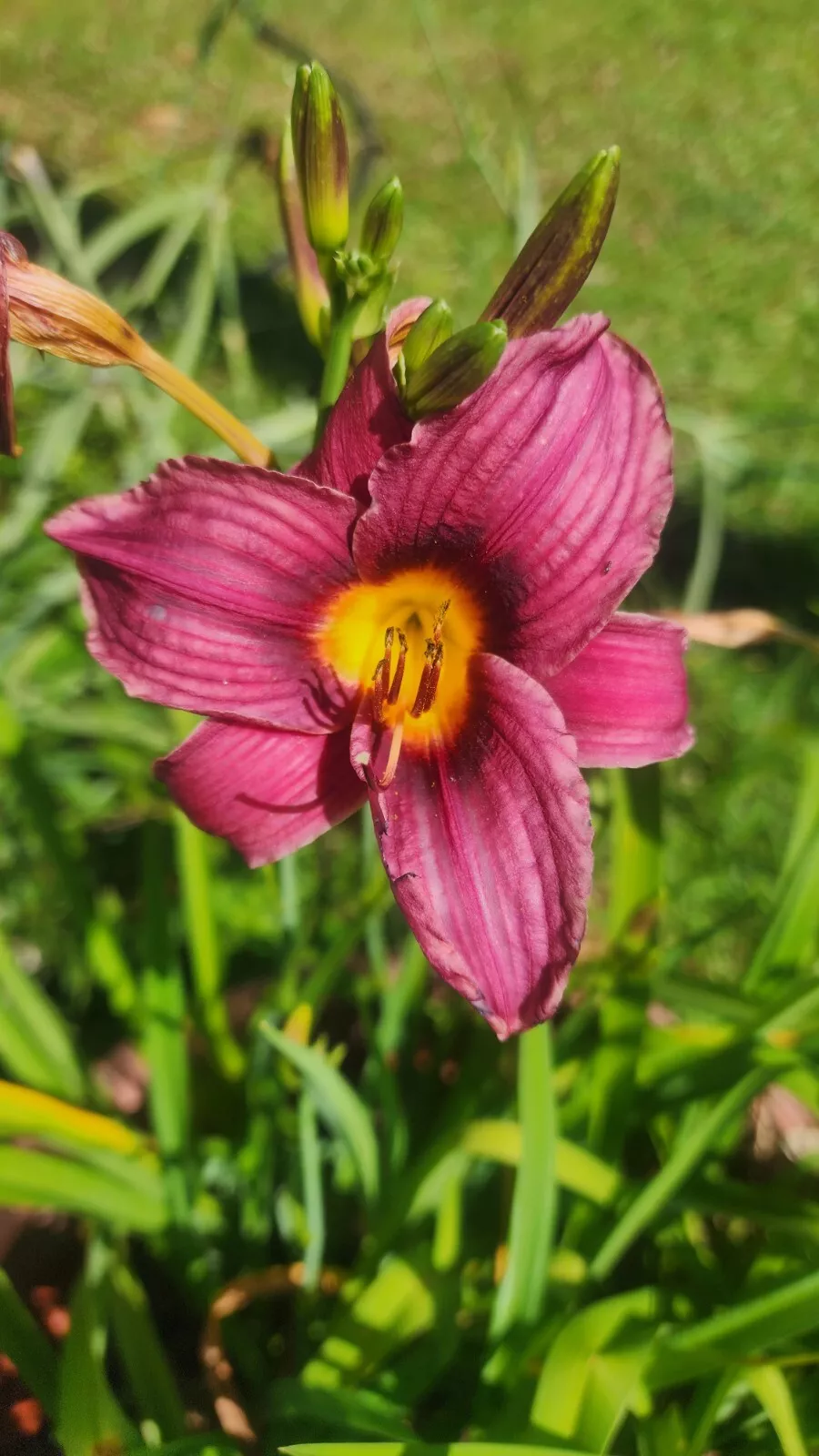 Daylily Purple Grape Magic Flower Yellow Throat Perennial Plant - £31.72 GBP