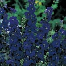 50 Seeds Delphinium Consolida Blue Spire Heirloom Seeds For Swift Garden Makeove - $8.35