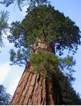 100 Sequoiadendron giganteum Seeds Giant Sequoia Giant Redwood - £6.61 GBP