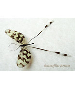 Threadwing Antlion Nemoptera Sinuata Real Insect Entomology Shadowbox Di... - $1,114.68 MXN