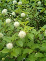 SG Buttonbush Honeyball Shrub (Cephalanthis occidentalis) 70 seeds - $3.60