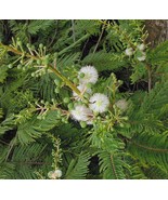 MBK Collard Seed Vates 1000 Seeds Fast Ship - €15,32 EUR