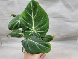 Rare Philodendron zebra gloriosum live plant dark form 4&quot; POT ROOTED LIVE PLANT - £94.91 GBP