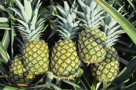 THJAR 15+ Md2 Pineapple Seeds For Garden Planting - £8.46 GBP