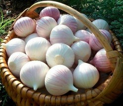 NEW 50 Seeds Giant Garlic Bulbils Lyubasha Winter(not Cloves) Elephant Organic U - $8.18