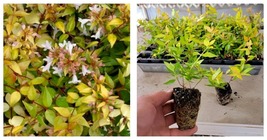 NEW! Francis Mason Abelia Grandiflora - Starter Plug ( 7m ) ( 1 live Plant ) - £31.44 GBP