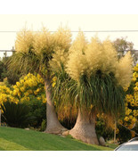 Garden Store 2&quot;&quot; Pot Beaucarnea Recurvata, ElephantFoot Ponytail Palm Ca... - $46.34 CAD