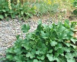 200 Seeds Alumroot Coral Bells Seeds Perennial Native Wildflower Poor So... - $8.99