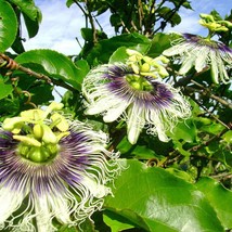 Passiflora Edulis Purple Passionfruit 20 Seeds Seeds Fresh Fast Shipping - $16.00