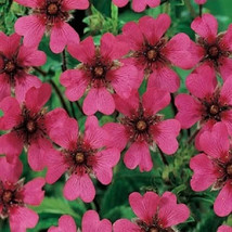 GIB 25 Seeds Easy To Grow Cinquefoil Flowers Beautiful Growing - £7.02 GBP