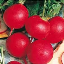 Radish German Giant Great Heirloom Vegetable 6000 Seeds Fresh Garden USA SELLER - $27.90