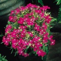 50+ Lobelia Regatta Rose Trailing Flower Seeds - $9.88