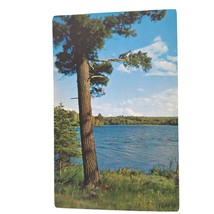 Postcard Norway Pine Greetings From Fish Creek Wisconsin Vacationland Scene - £5.55 GBP