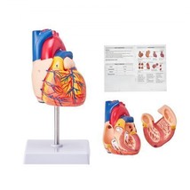 Human Heart Model, 2-Part 1:1 Life Size, Anatomically Accurate Numbered Anat... - £29.26 GBP