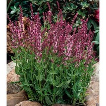 Salvia Nemorosa Rosakönigin Seed New Fresh Seeds - £8.92 GBP