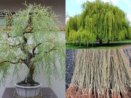 &quot;BAREROOT SEEDLING&quot; 2-3 Feet Tall Weeping Willow Tree DORMANT - £47.77 GBP
