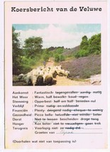 Holland Postcard Koersbericht van de Veluwe Sheep Lavender Road - £1.77 GBP