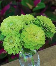 30 Zinnia Lime Green Envy Flower Seeds Long Lasting Annual Garden USA Sh... - $15.00