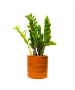 Catleza 8&quot; Small Planter for Indoor and Outdoor, Suitable for Plants, He... - $689.18 MXN