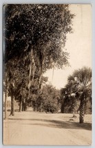 RPPC Spanish Moss Tree Lined Dirt Road With Palm Trees Postcard P27 - £7.02 GBP
