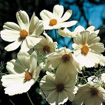 Fresh Seeds USA Cosmos Sensation Purity Flower Seeds Cosmos Bipinnatus 5... - £10.52 GBP