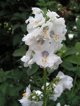 70 Polemonium Pearl White Jacob&#39;S Ladder Flower Seeds PerennialFrom US - £6.45 GBP