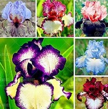 US Seller 20Pcs Iris Tectorum Seeds Mixed 6 Colors New Fresh Seeds - $12.36