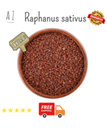 Organic Premium Dried Raphanus sativus Seeds بذور الفجل - €11,77 EUR+