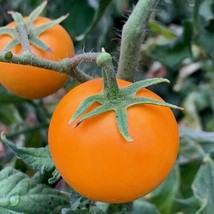 Tisseeds 120 Orange Cherry Tomato Seeds Heirloom Non Gmo Organicrare Fast Ship U - $8.99