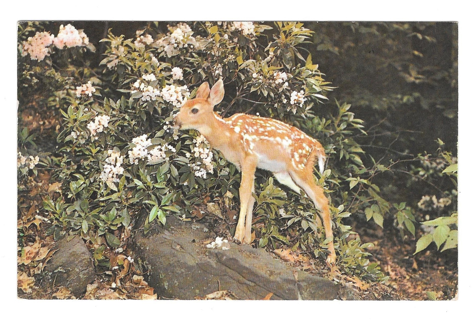 Little Deer Fawn Rhododendron Nature 1985 Free Lance Photographers Postcard - $4.95
