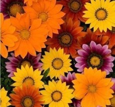 50 Gazania Seeds New Day Bright Mix Seeds Flower Seeds Garden USA Seller - £9.90 GBP