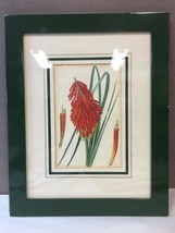 Antique Framed Hand Colored Lithograph Bookplate Long Red Flower Honeysuckle? - £19.77 GBP