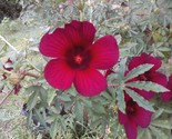 October Roses, Monarch Rose Mallow, Ruby Hibiscus 12 Seeds - $6.75