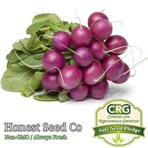 300 Seeds Purple Plum Radish Non-Gmo - $10.00