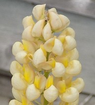 25 Yellow White Lupine Seeds Flower Flowers Hardy Seed USA Fast Shipping - £9.74 GBP