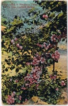 Postcard Plums Raised In Wenalchee Valley Great Northern Railway - $4.94