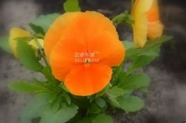 30 Pansy Orange Perenial Flower Seeds - $90.67 MXN