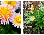 30 Seeds PINK DANDELION Taraxacum Pseudoroseum Herb Flower - $26.93