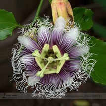 Fresh Passion Flower Purple Granadilla Passiflora Edulis Seeds Pack 10 Seeds / P - $18.20