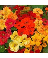 Fresh Nasturtium Whirlybird Double Mix Dwarf 12&quot;&quot; Multicolor Fragrant Ed... - $15.09 CAD