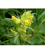 25 Yellow Rattle Rhinanthus Minor Plant Seeds Beautiful - £12.20 GBP